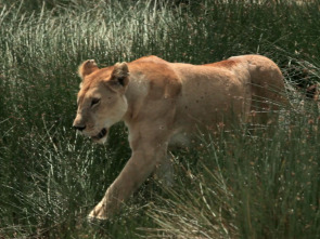 Guerras felinas: leones contra guepardos