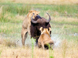 Concebido para matar: Oso polar