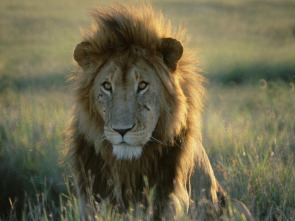 Imagen de Top 10 animal: Veneno - 1