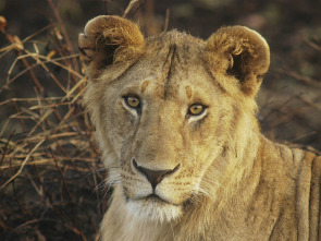 Imagen de Juego de leones - 1
