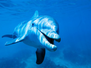 Imagen de Animales aún más salvajes: Emboscadas - 1