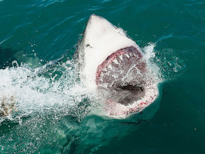 Imagen de Zona de peligro: tiburones - 1