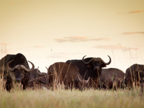 Imagen de Rivales de sangre: el león contra el búfalo - 7