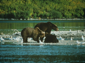 La tierra de los 10,000 osos pardos