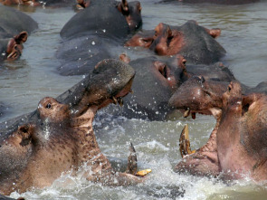Imagen de Los depredadores más...: Bandas - 1