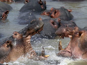 Imagen de Los depredadores más...: Ataques felinos - 1