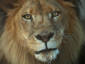 Imagen de En busca del rey de los felinos - 6