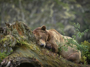 Imperio oso