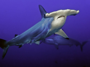 Imagen de El tiburón martillo gigante - 6