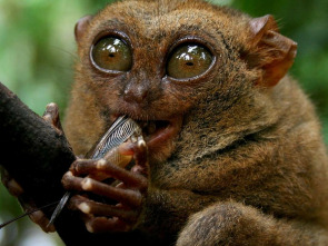 Imagen de Los animales más...: Debajo del mar - 1