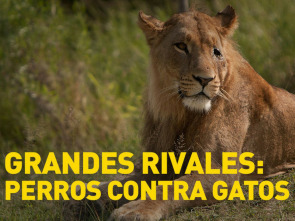 Grandes rivales: perros contra gatos