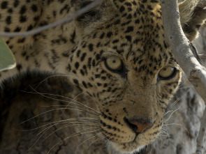 Imagen de Wild Argentina: La costa letal - 3