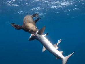 Imagen de Tiburón contra depredador - 6
