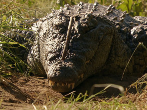 Imagen de Wild Sudáfrica: Tierra de gigantes - 3