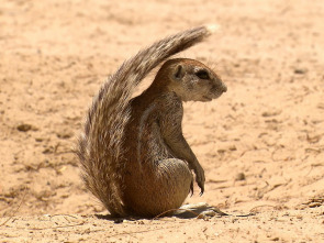 Wild Sudáfrica: Asesinos del Kalahari