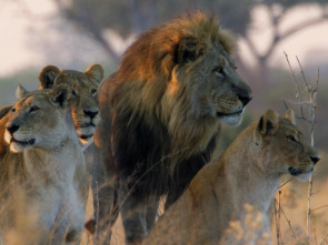 Imagen de Savage Kingdom 2: La...: Reino de traidores - 3