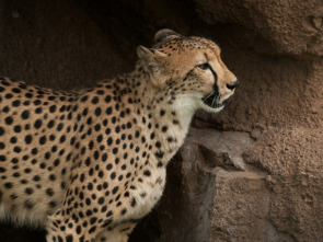 Imagen de Un hombre entre guepardos - 3