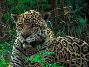 Jaguar contra cocodrilo