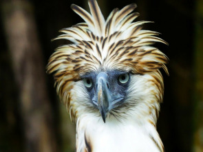 Imagen de Wild Filipinas: Paraíso salvaje - 3