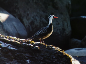 Imagen de Wild Chile: La vida sin agua - 3