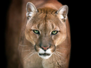 Imagen de El club de la lucha...: Come, caza, mata - 3