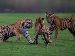 El legado de la reina tigre