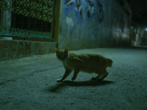 Imagen de Muerte al anochecer  - 11