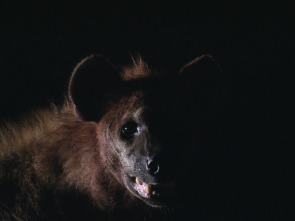 Imagen de El reino letal de África: Kalahari - 3