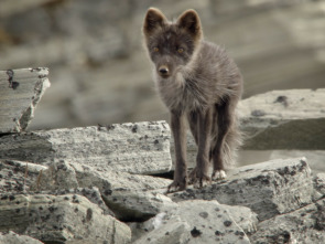 Imagen de Wild Ártico  - 10