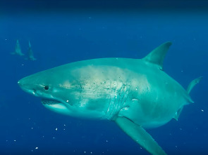 Imagen de ¿El tiburón blanco más grande del mundo?  - 3