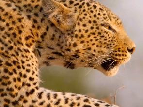 Imagen de Cazadores de África: Rivales mortales - 3
