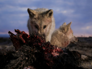 El reino del lobo blanco: La búsqueda