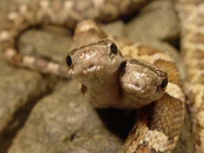 Imagen de Especial Los animales más raros del mundo  - 6