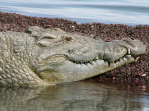 Un vaquero australiano: Cocodrilos en el pozo