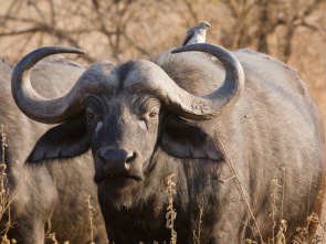 Imagen de Cazadores salvajes: los asesinos más letales de África - 3