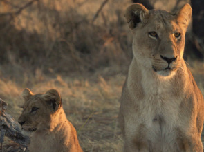 Hermanos leones: de cachorros a reyes