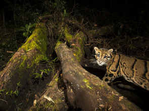 Los leopardos salvajes de la India