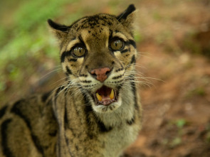 Felinos salvajes de la...: Maestros del disfraz