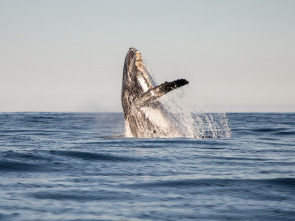 Imagen de Tiburón contra ballena - 4