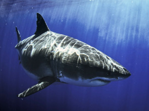 Imagen de Los tiburones más buscados - 4