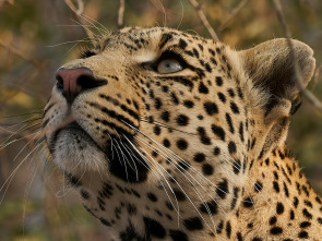 Imagen de El linaje de los...: El cuento del leopardo - 3