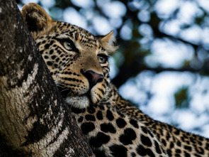 Los cinco grandes de África