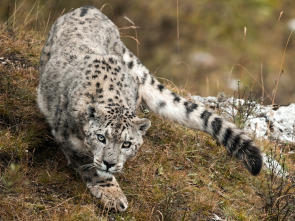 El reino helado del leopardo de las nieves