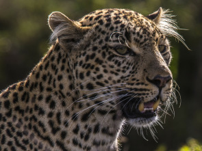 Toto, la leopardo de ojos jade