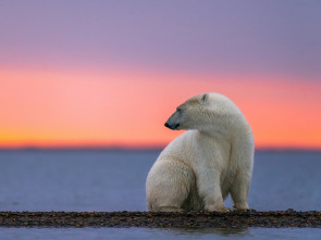 El reino del oso polar: El viaje del cachorro