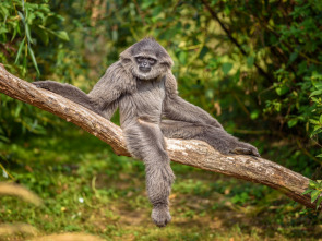 Imagen de Los secretos naturales...: Supervivientes de montaña - 2