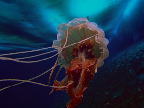 Imagen de Las medusas más letales del mundo - 4