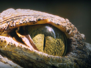 Imagen de Tiburón contra cocodrilo - 4