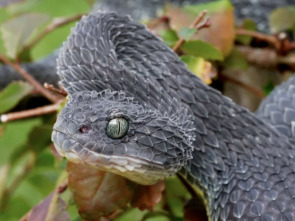 Ataques de serpiente