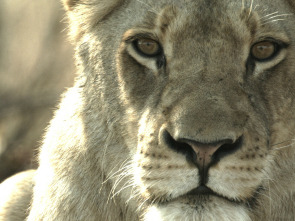Imagen de Malika: la reina leona: Vigilando la manada - 2